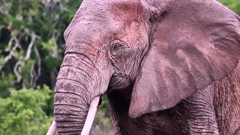 On Safari in Shamwari